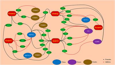 m6A: An Emerging Role in Programmed Cell Death